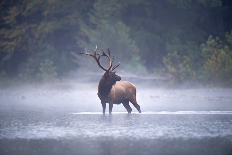 Interesting Facts About Elk in North America